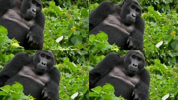 这是一只濒临灭绝的银背山地大猩猩的特写镜头，它生活在非洲乌干达布温迪密林国家公园的自然丛林栖息地中。