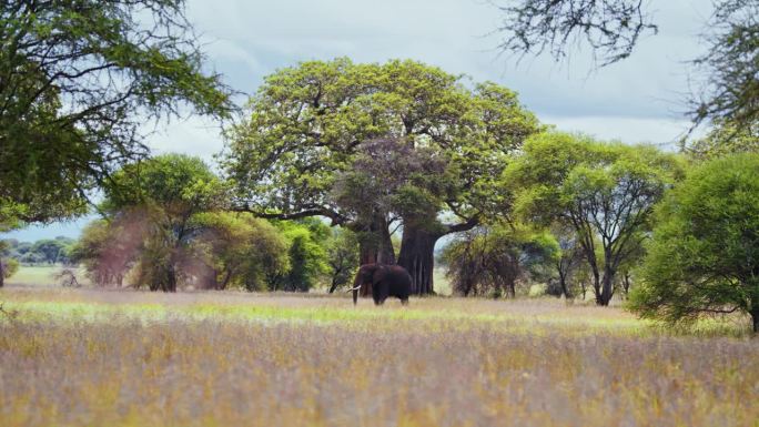 一只非洲大象站在坦桑尼亚大草原的中央