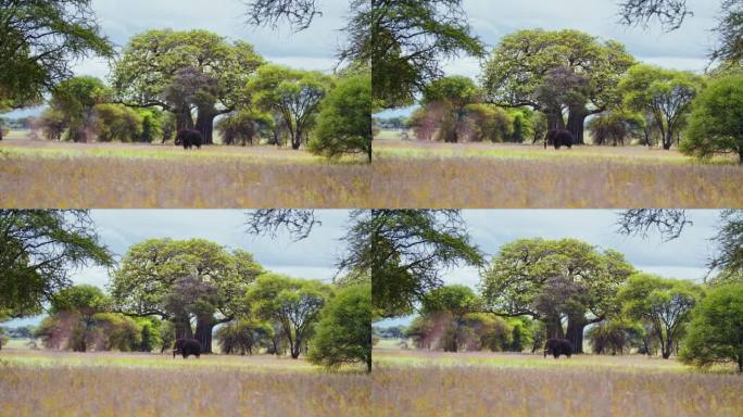 一只非洲大象站在坦桑尼亚大草原的中央