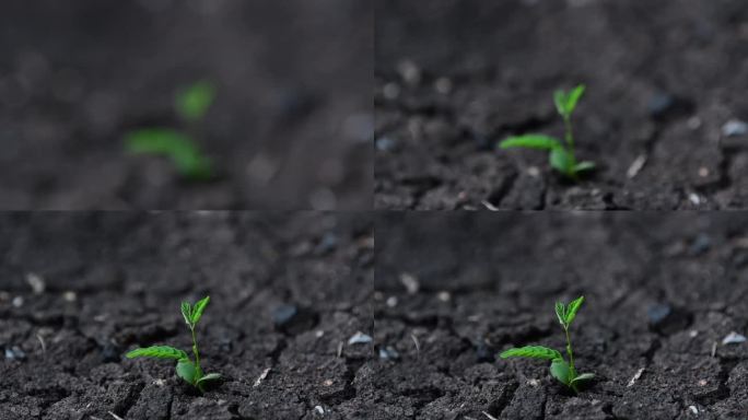 小植物在高温和缺水的环境下难以生长。气候危机和干旱的影响。