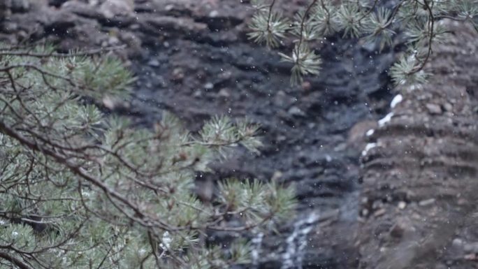 从杉树下看，雪花在山间缓缓飘落