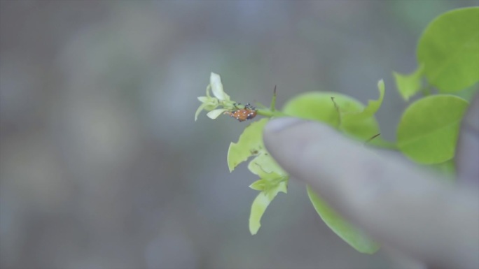 一只手指正在戏弄一只昆虫——一只长着长触角的棕色蟋蟀，它正在绿叶上爬行。