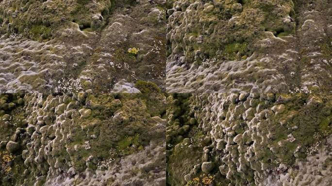冰岛的一片干燥的熔岩和苔藓地