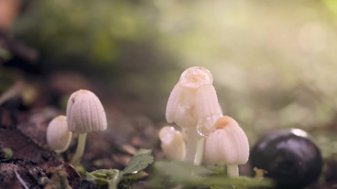 毒蘑菇 野生蘑菇 菌类真菌植物 水滴唯美