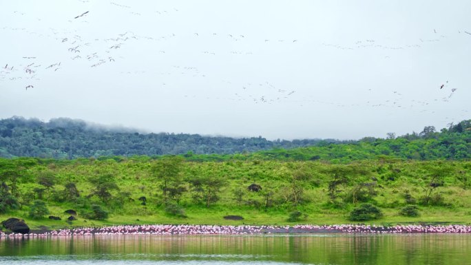 坦桑尼亚自然公园里的一群火烈鸟