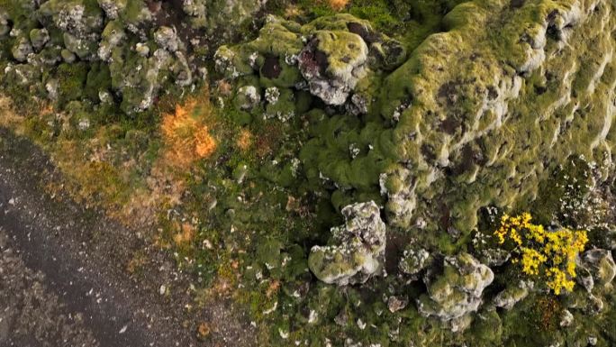 冰岛的一片干燥的熔岩和苔藓地