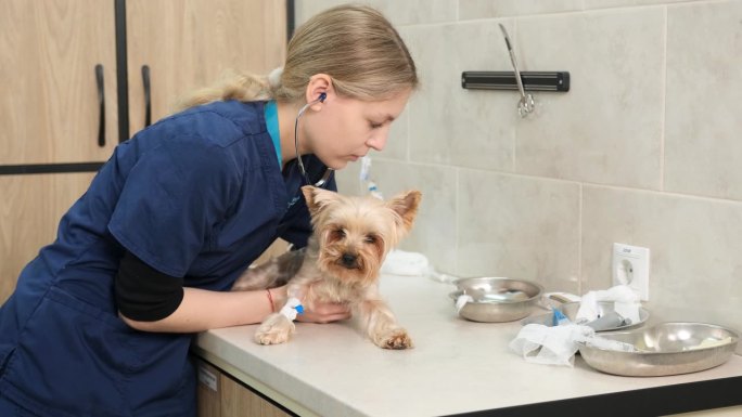 一只狗躺在诊所的检查台上，兽医正在用听诊器听它的心跳