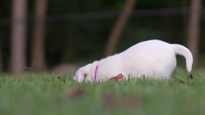第45天白色的拉布拉多小狗-笨手笨脚的小狗在草地上玩耍