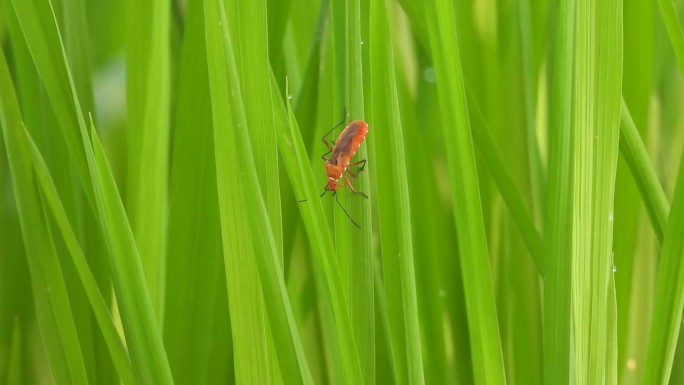稻田里的红蟑螂。叶子。