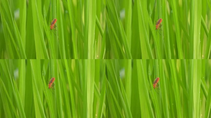 稻田里的红蟑螂。叶子。