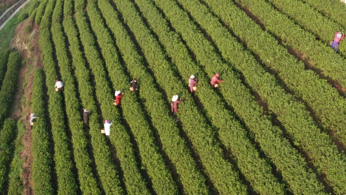 杭州径山茶山茶农采茶【4K】