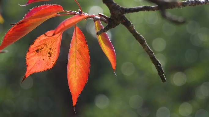 秋天的树叶色彩