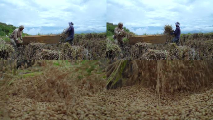 金秋时节哈尼梯田上正在收稻子打谷子的人们