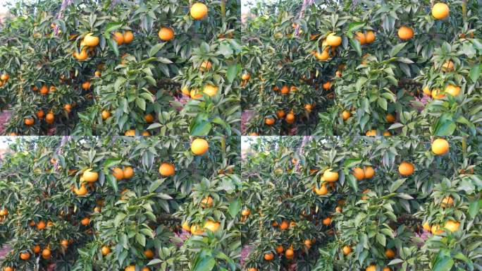 水果冻橙子汁丰收种植基地脐柑橘园农业扶贫