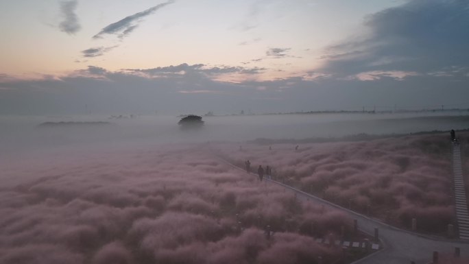 合肥小岭南粉黛花海清晨