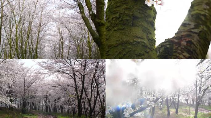 樱花雨 花 雄伟 东方樱桃树夏天柔软香味