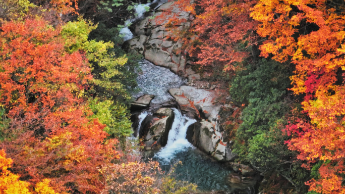 秋季的米仓山红叶（光雾山）