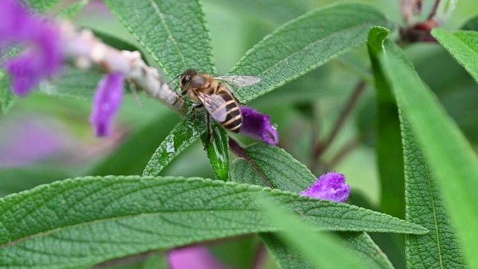 蜜蜂采蜜下雨养蜂蜂蜜花草高清素材