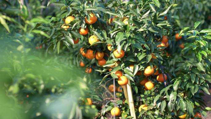 水果冻橙子汁航拍采摘种植基地柑橘果园乡村