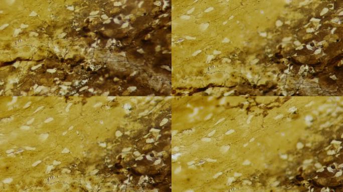 非常详细的人上皮影像。显微镜下的内部结构切片。放大1000倍