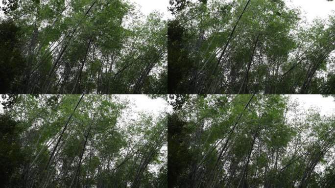 4K升格拍摄，清晨秋风吹过，竹林摇摆不定