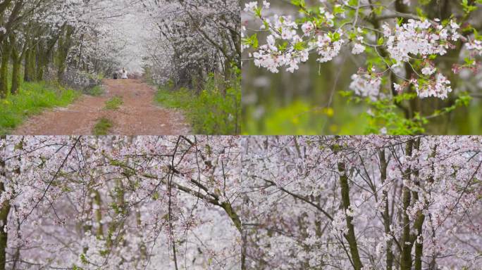 粉色樱花 唯美 浪漫清新日本樱花安顺樱花