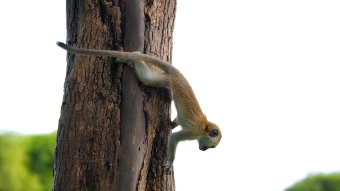 一只小长尾猴从大草原某处的树上爬下来