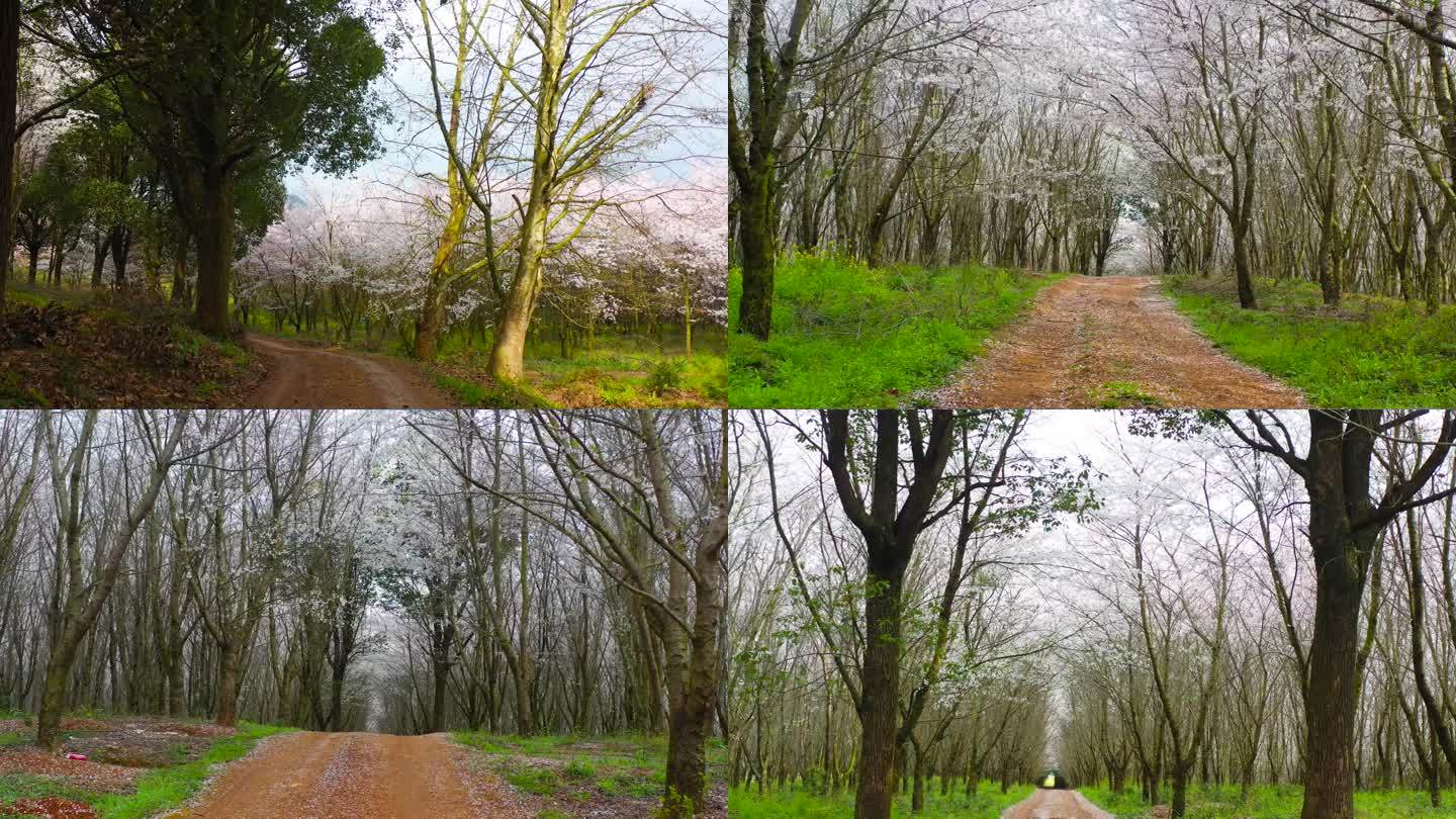 春天的气息 春暖花开 树林延伸