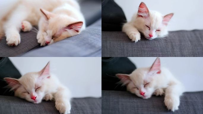 布偶猫睡觉