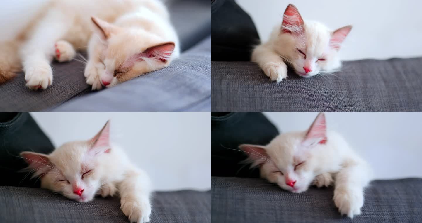 布偶猫睡觉