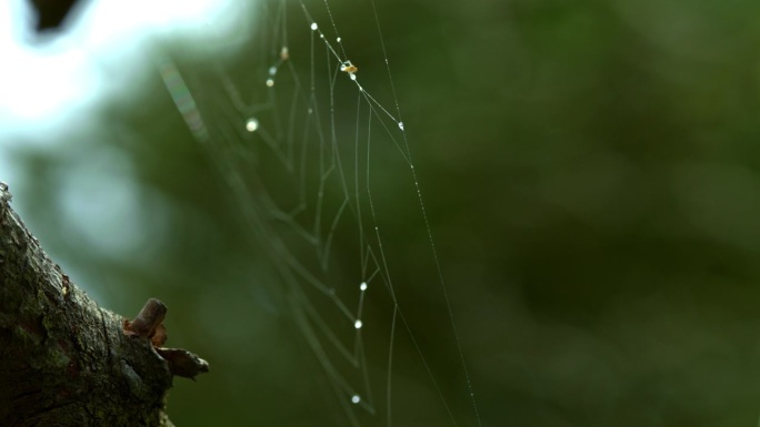 蜘蛛网挂在树上，雨滴挂在上面