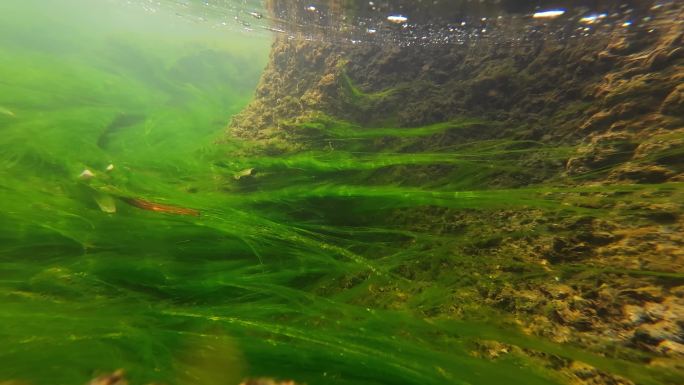 青苔 流水 水质