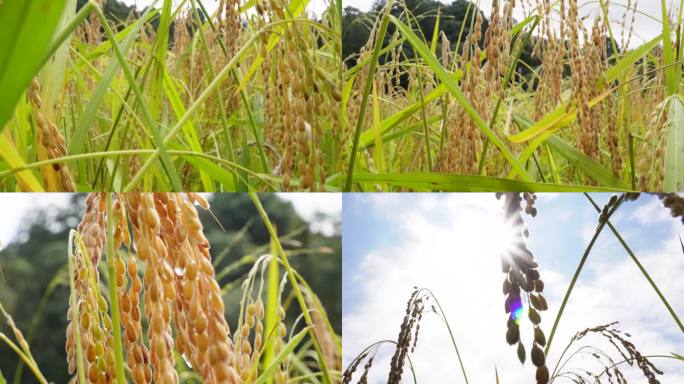 水稻 稻米 逆光阳光 水稻米宣传片