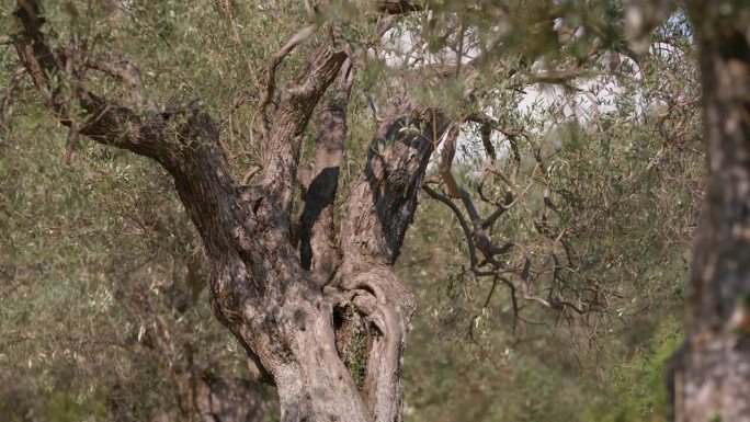 卡拉布里亚产油用的世俗橄榄树
