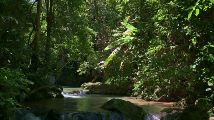 宁静的风景，水流穿过岩石，周围环绕着茂密的树叶植物在阳光下的雨林。