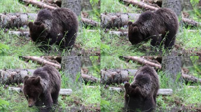 在绿色的森林里，小棕熊与大棕熊的特写。