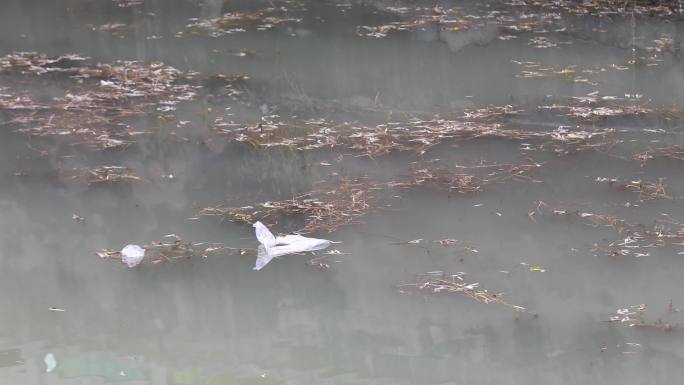 河道污染