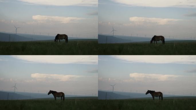 马在山上吃草