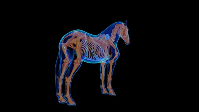 马骨架解剖医学概念3D渲染