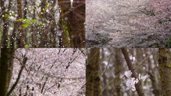 平坝万亩樱花园 浪漫樱花 春暖花开