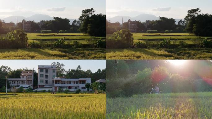 乡村夕阳光黄昏光线光影稻田