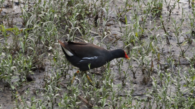 黑水鸡在湿地里觅食