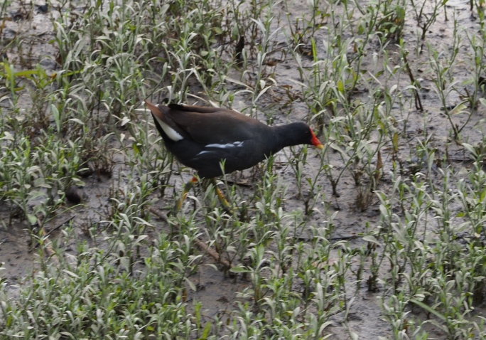 黑水鸡在湿地里觅食