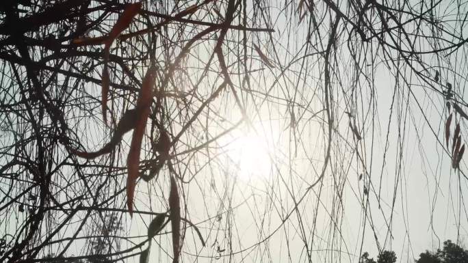 冬日柳枝与阳光（自拍摄）