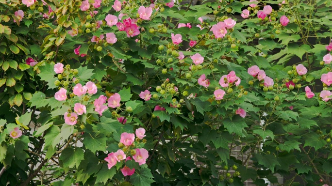 秋季的花朵