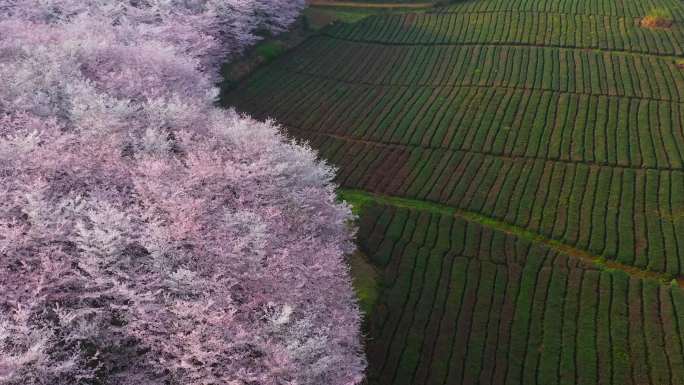 湖水天空之境 花海岛屿倒影 光影贵州山水