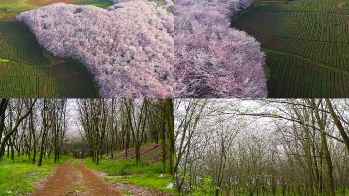 湖水天空之境 花海岛屿倒影 光影贵州山水