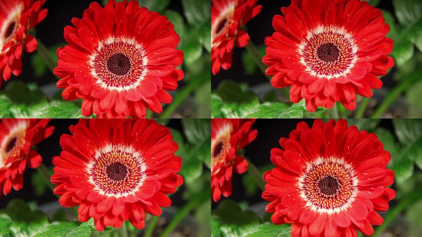 红色非洲菊开放花在黑色背景上的时间流逝。两个红色的雏菊在时间的流逝中生长和盛开