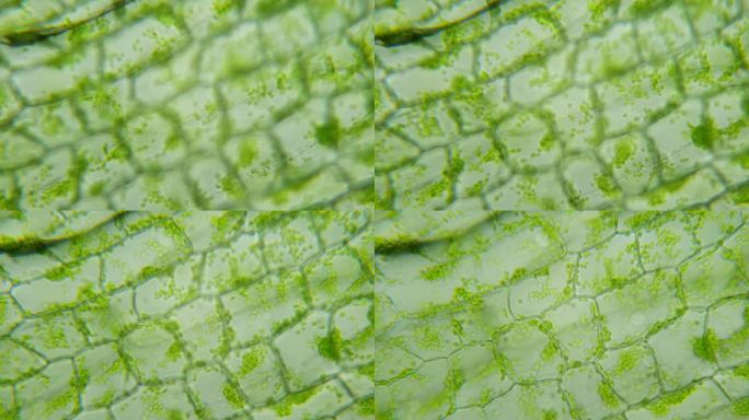 显微镜下神奇的绿色生命。放大400倍。对焦和移动流畅