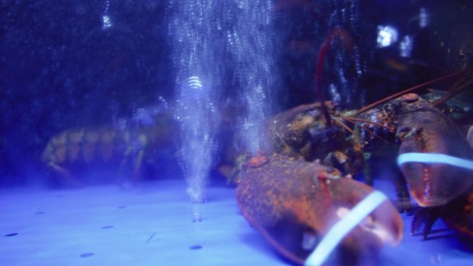 海鲜餐厅水缸里的波士顿龙虾